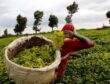 kenyan-tea-glut-pushes-prices-to-multi-year-lows-trade-body-says