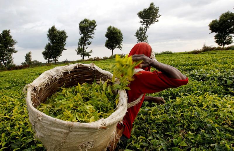 kenyan-tea-glut-pushes-prices-to-multi-year-lows-trade-body-says